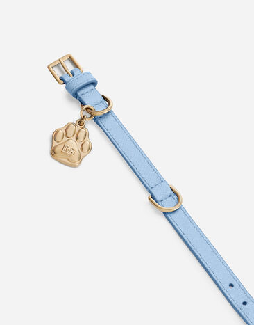 Dolce & Gabbana Hundehalsband Azurblau BD0009A6452